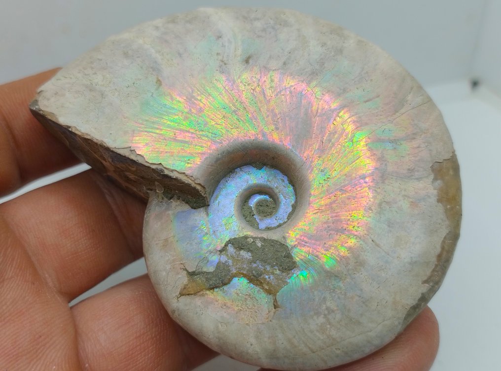 Top-Farben - Irideszenter Ammonit Cleoniceras Besairei, doppelseitig- 119 g #1.0