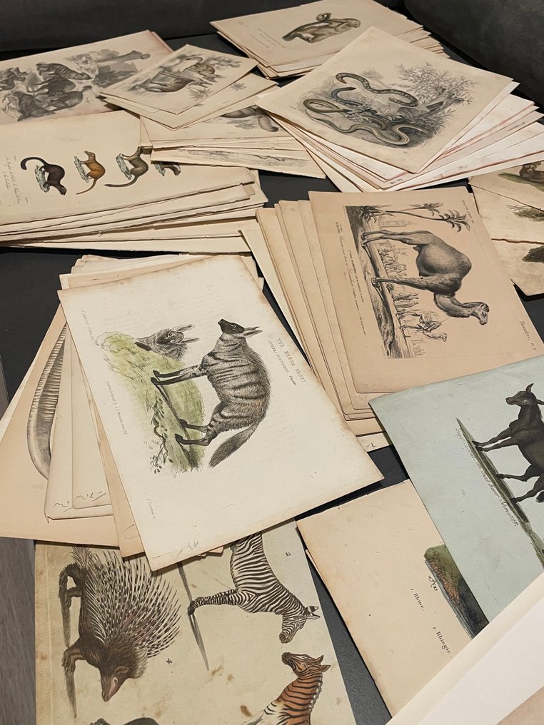 After Cuvier, Griffith, Guérin, Pallas and others - Large collection of zoological engravings – 110 original copper, steel and lithographic prints – #3.2