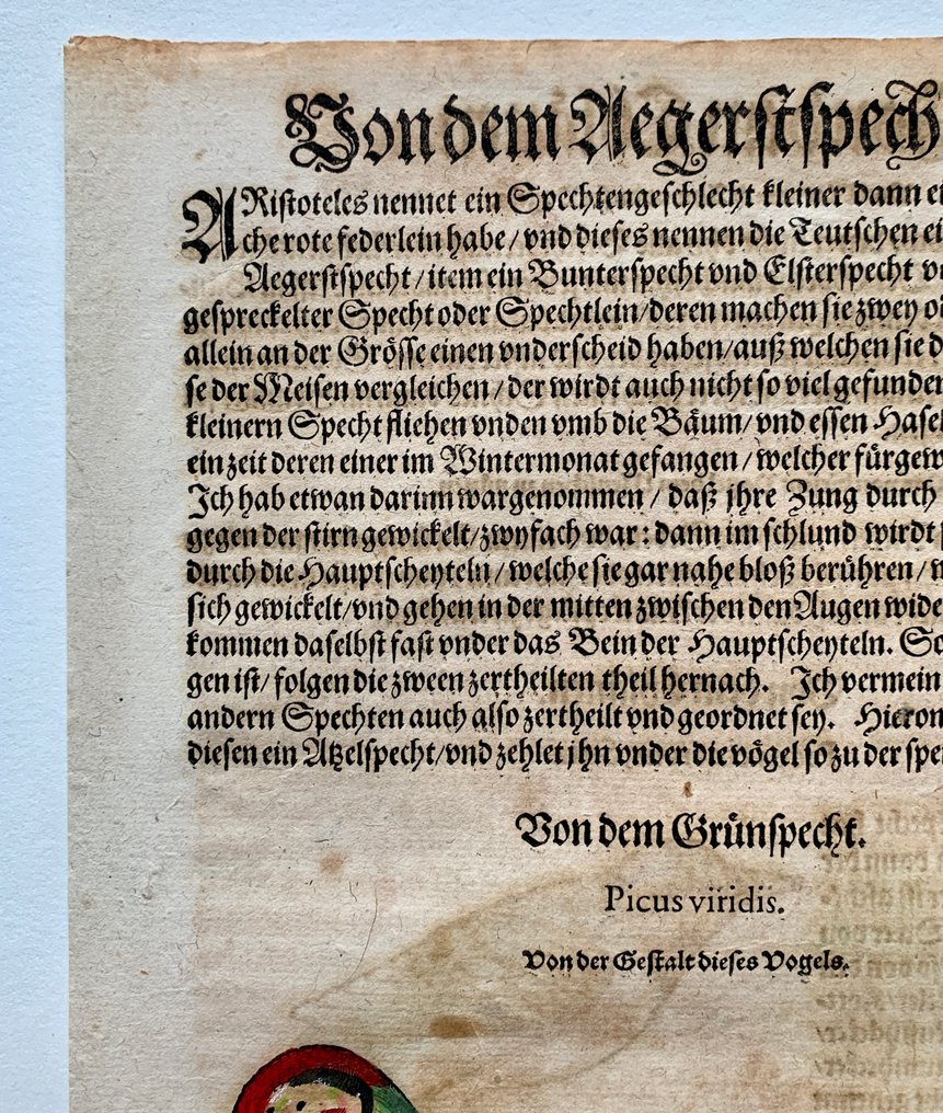 World - World; Conrad Gesner - Vogelbuch - 1581-1600 #2.1