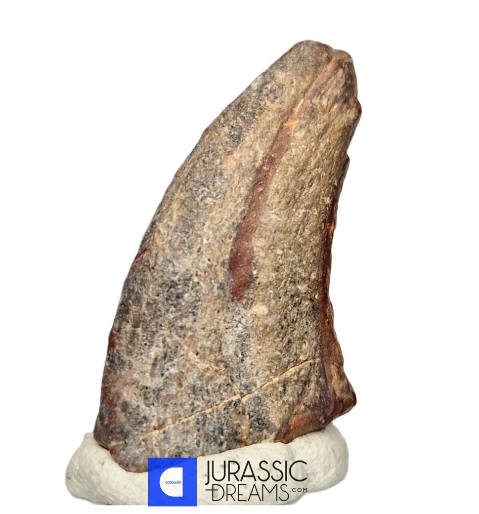 Fossilised claw - Top Rare Killer Unidentified Predator Theropod Dinosaur Manus Claw - Lower Cretaceous Elrhaz Fm #2.1