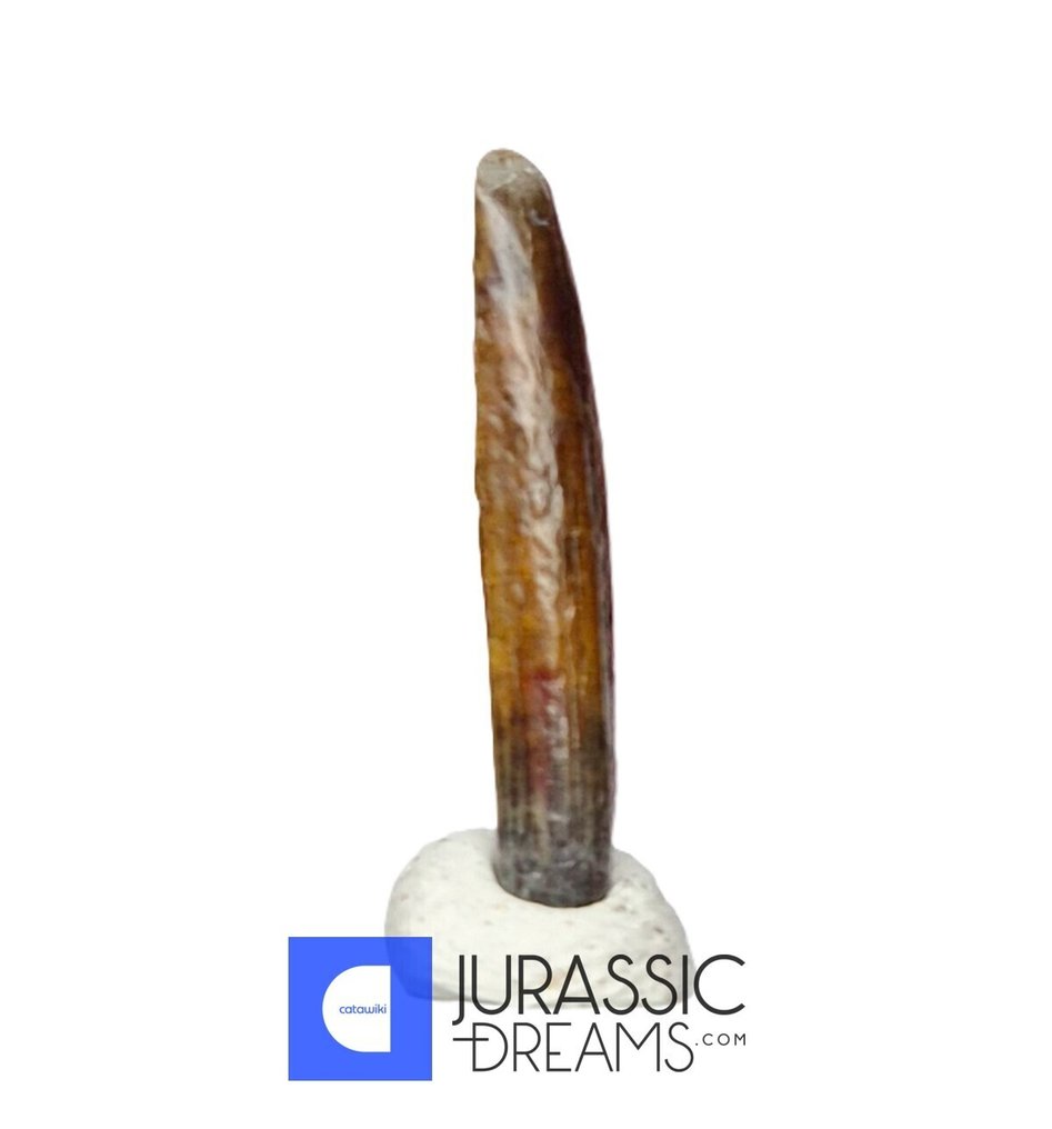 Fossil tand - Exceedingly Rare Top Quality Nigersaurus taqueti Rebbachisaurid Sauropod Dinosaur Tooth #2.1