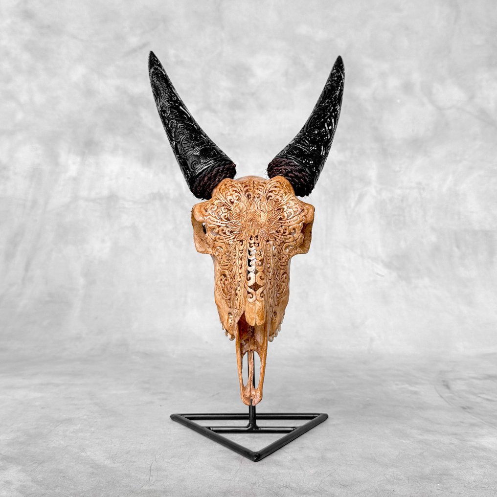 Sem preço de reserva - Crânio de cabra marrom autêntico entalhado com chifres entalhados - Grande Crânio esculpido - Capra hircus - 38 cm - 20 cm - 15 cm- Espéciesnão-CITES -  (1) #3.2
