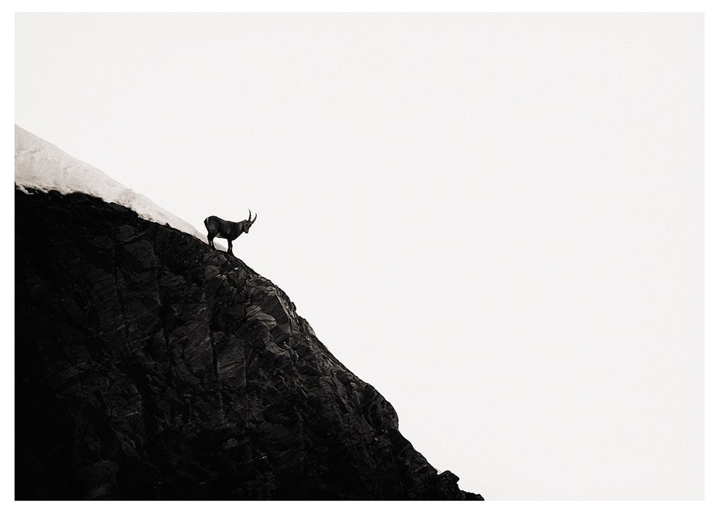 Roberto Cavalli (1971) - Into the wild #611 #2.1