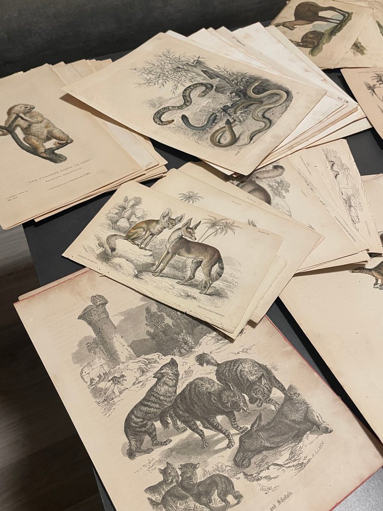 After Cuvier, Griffith, Guérin, Pallas and others - Large collection of zoological engravings – 110 original copper, steel and lithographic prints – #2.1