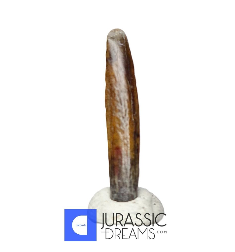 Fossil tand - Exceedingly Rare Top Quality Nigersaurus taqueti Rebbachisaurid Sauropod Dinosaur Tooth #4.3