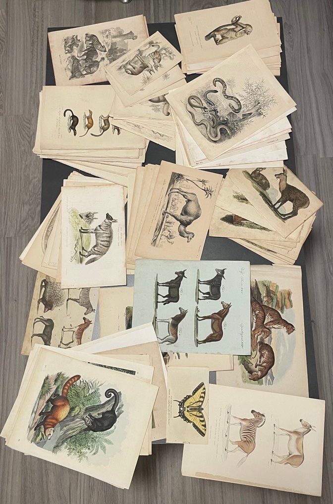 After Cuvier, Griffith, Guérin, Pallas and others - Large collection of zoological engravings – 110 original copper, steel and lithographic prints – #1.0