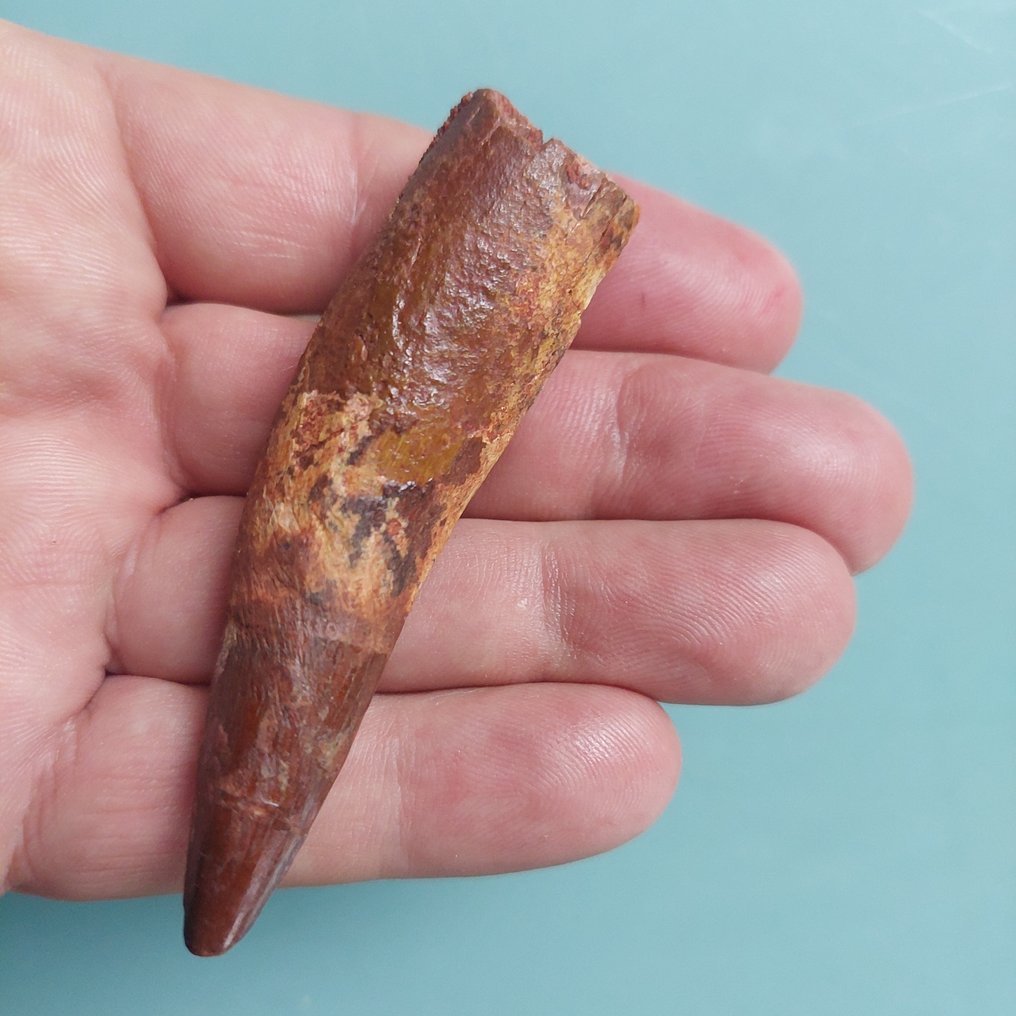 Dinosaur - Fossil tooth - Spinosaurus aegyptiacus - 80 mm - 20 mm  (No Reserve Price) #1.0