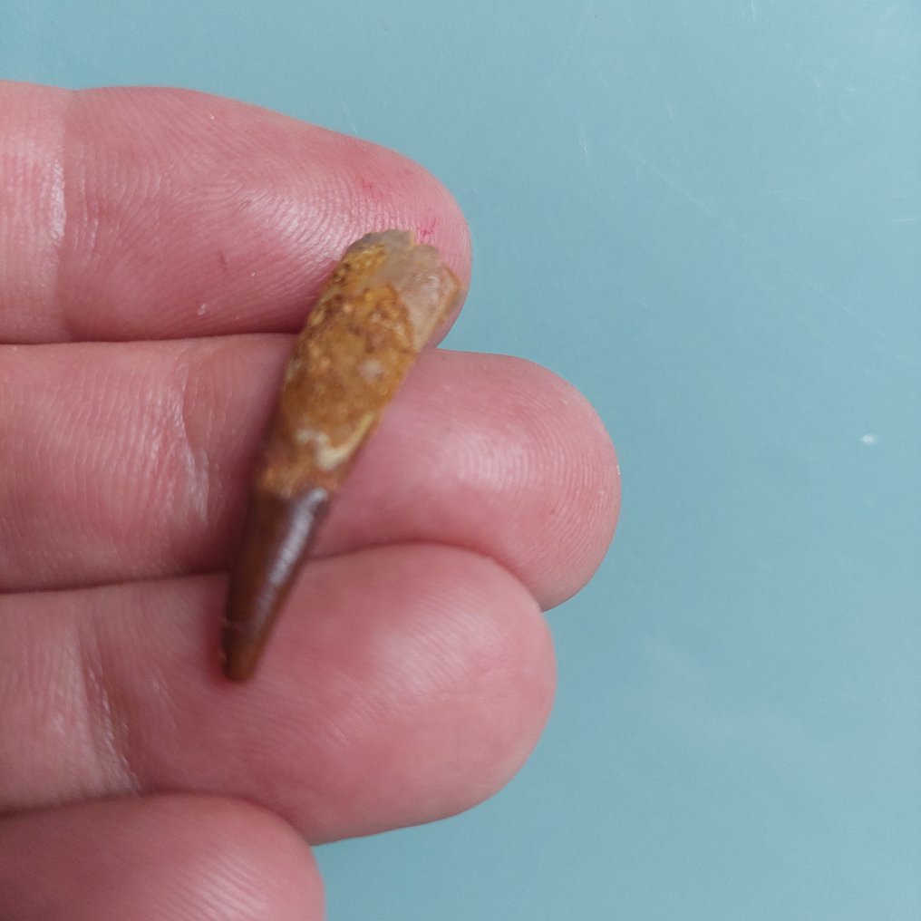 Pterosaur - Fossil tooth - 30 mm - 10 mm (No reserve price) #2.1