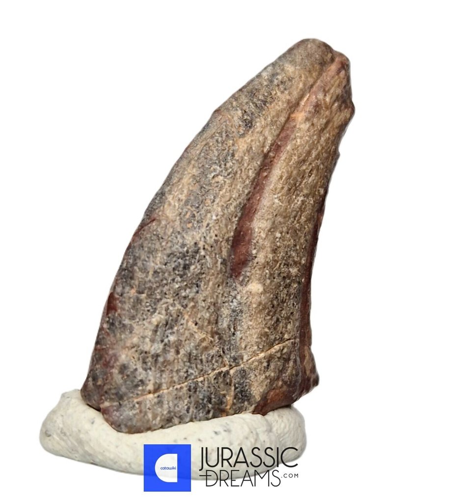 Fossilised claw - Top Rare Killer Unidentified Predator Theropod Dinosaur Manus Claw - Lower Cretaceous Elrhaz Fm #1.0