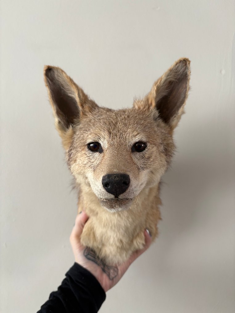 Κογιότ Βάση ταρίχευσης κεφαλιού - Canis matras - 28 cm - 28 cm - 20 cm - Είδη που δεν ανήκουν στο CITES #1.0