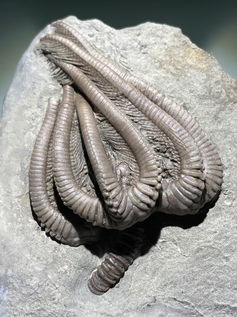 Fossil - Tierfossil - Crinoïde fossile Agaricocrinus #1.0