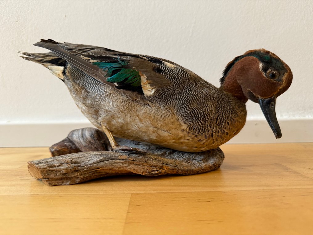 Papera Allestimento tassidermico a corpo intero - Anas carolinensis - 13 cm - 26 cm - 12 cm - Specie non CITES - 1 #1.0