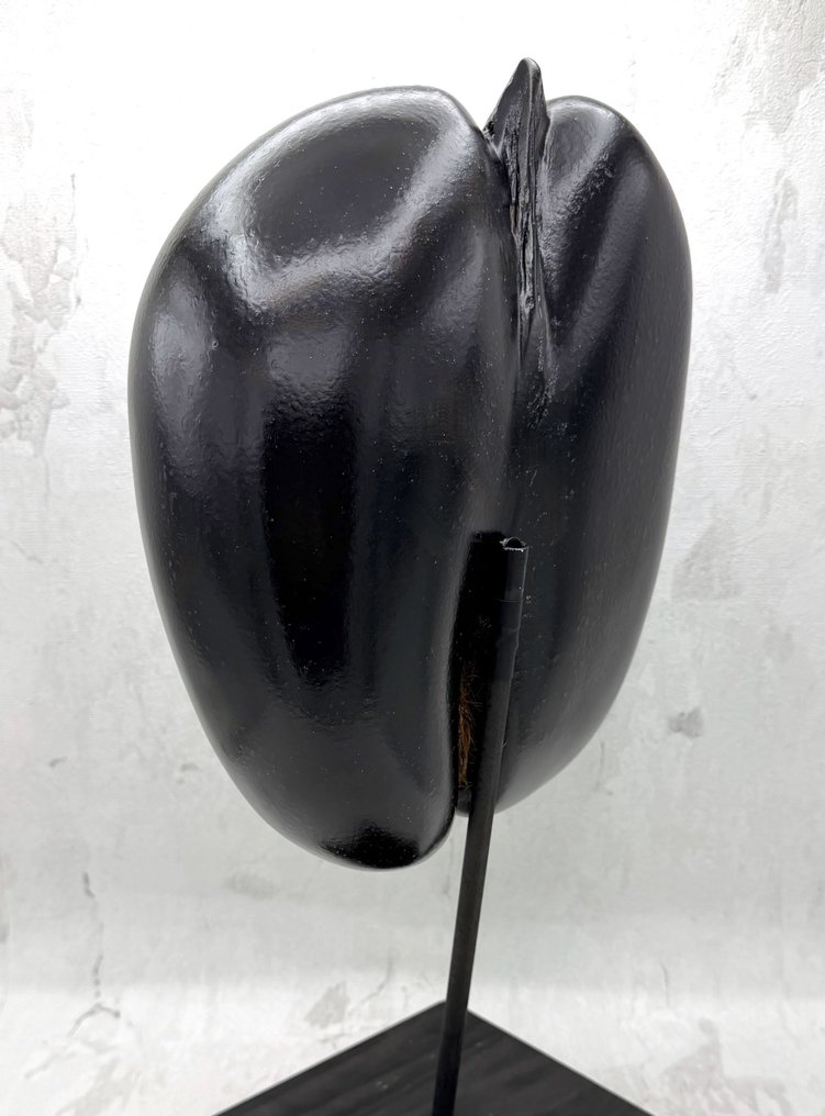Coco de mer Taxidermie volledige montage - Lodoicea maldivica - 460 mm - 240 mm - 130 mm - CITES Appendix III – Annexe C in the EU #4.3