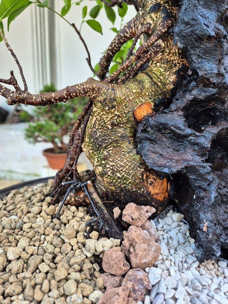 Bonsai of Ficus Retusa on stone - Collection Piece - Height (Tree): 48 cm - Depth (Tree): 48 cm - Italy #4.3