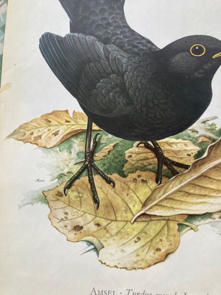 Murr - Amsel - 1950s #3.2