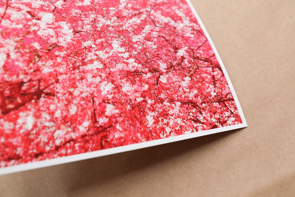 Viet Ha Tran - The colors of spring X #4.3