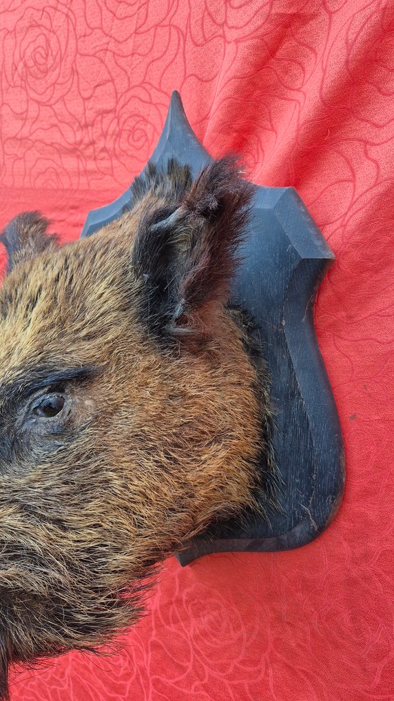Cinghiale Allestimento tassidermico a corpo intero - Sus scrofa - Grand - Impressionnant trophée - - 60 cm - 40 cm - 50 cm - Specie non CITES #3.2