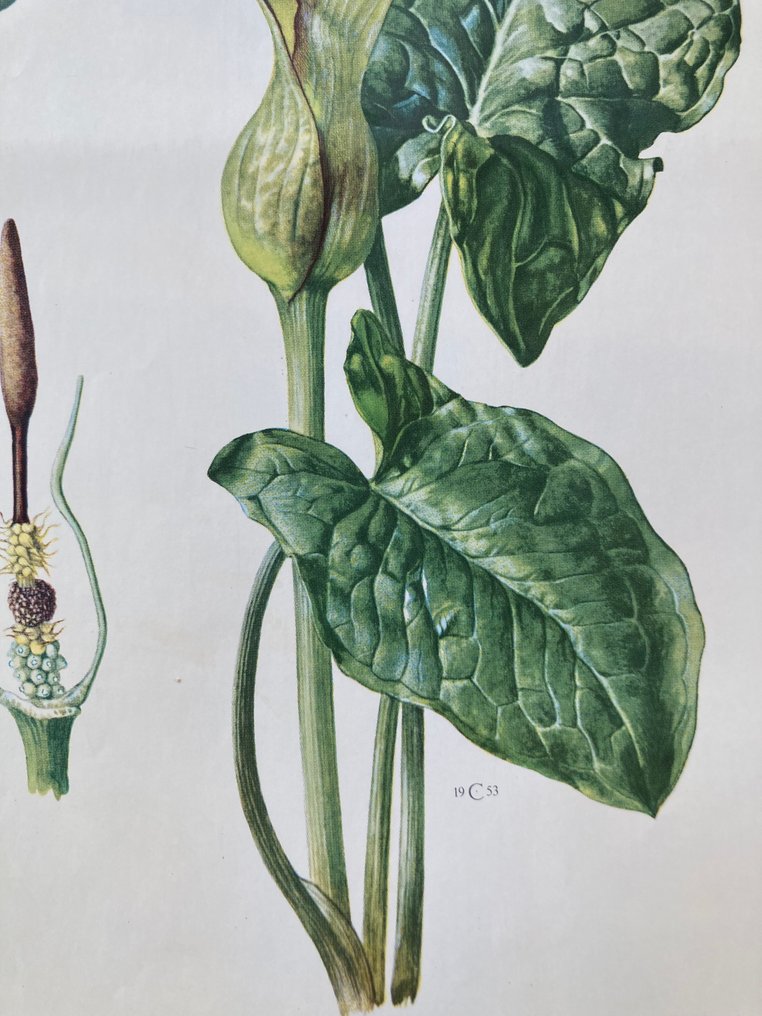 unbekannt - Aronstab - Anni ‘50 #4.3