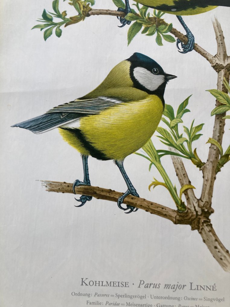 Murr - Kohlmeise - 1950s #3.2