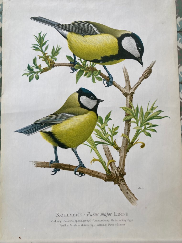 Murr - Kohlmeise - 1950s #1.0