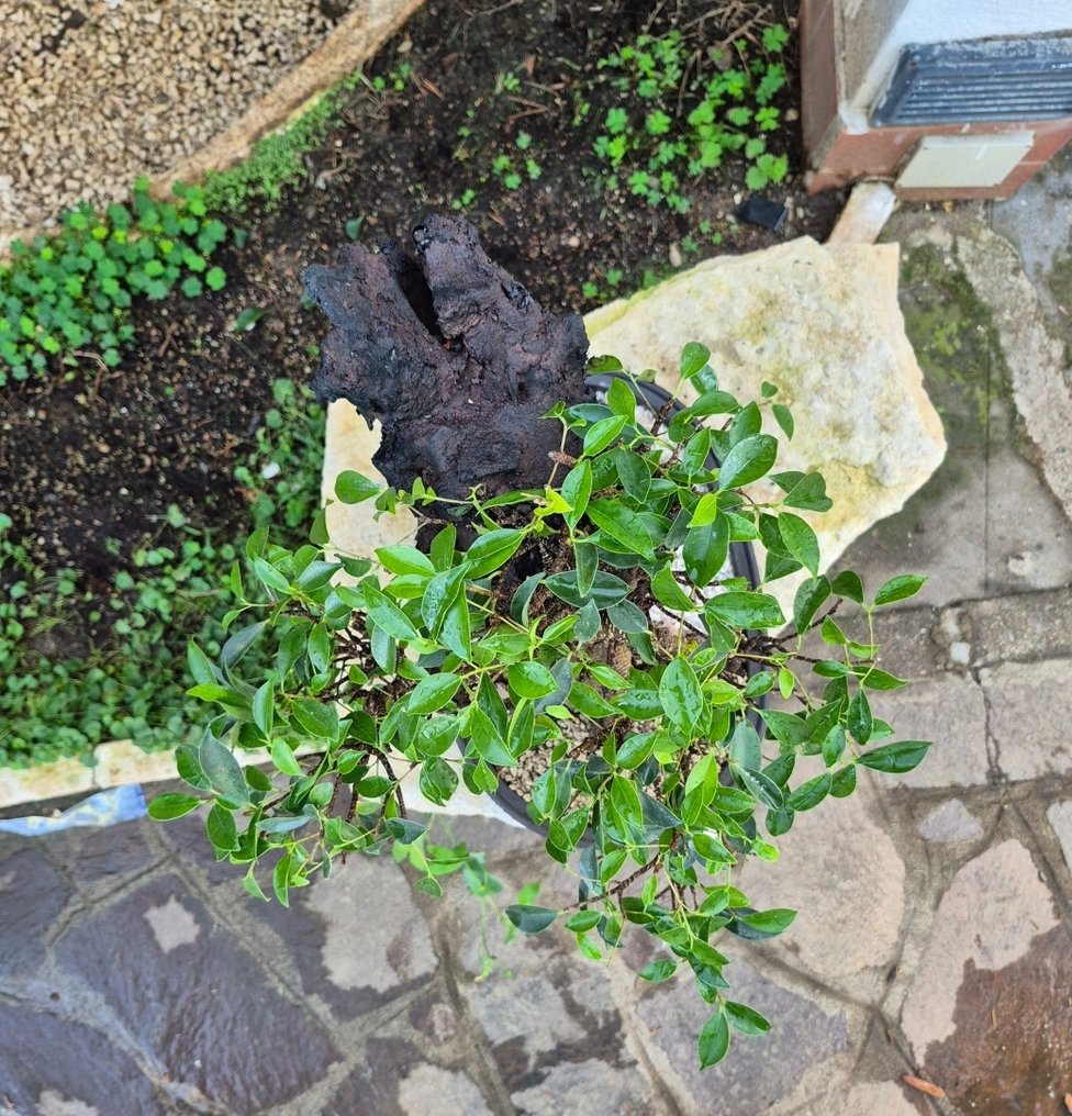 Bonsai of Ficus Retusa on stone - Collection Piece - Height (Tree): 48 cm - Depth (Tree): 48 cm - Italy #2.1