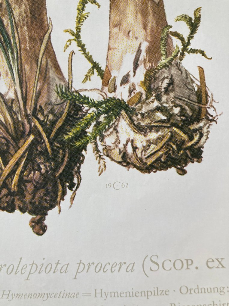 unbekannt - Riesenschirmling - 1960s #4.3