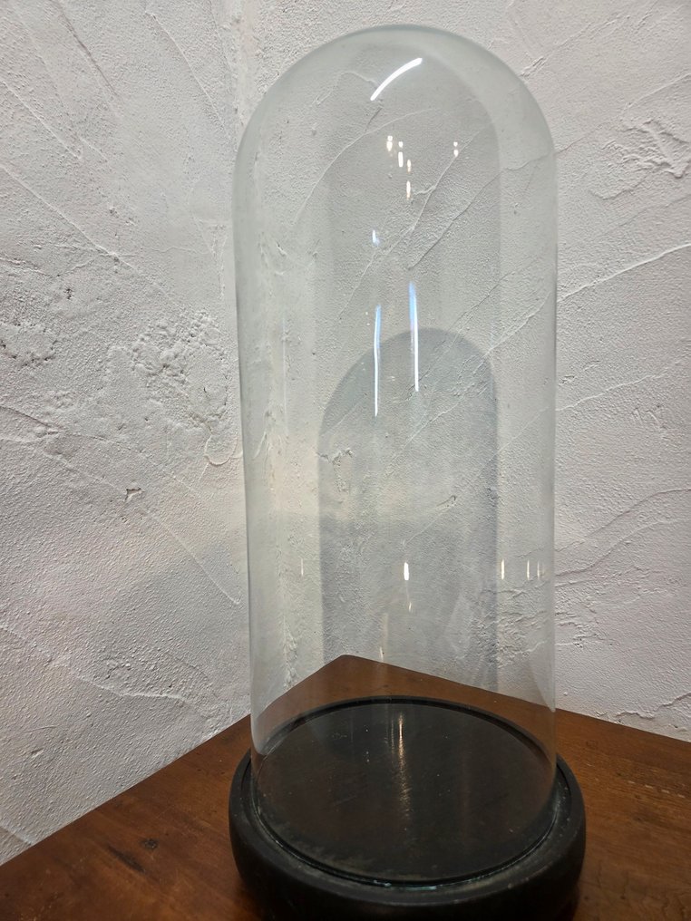 地球 - stolp - antiek - 1901-1920 - 古董圆形罩，放在原木底座上，尺寸：高度（不含底座）约40厘米，直径17厘米。 #1.0