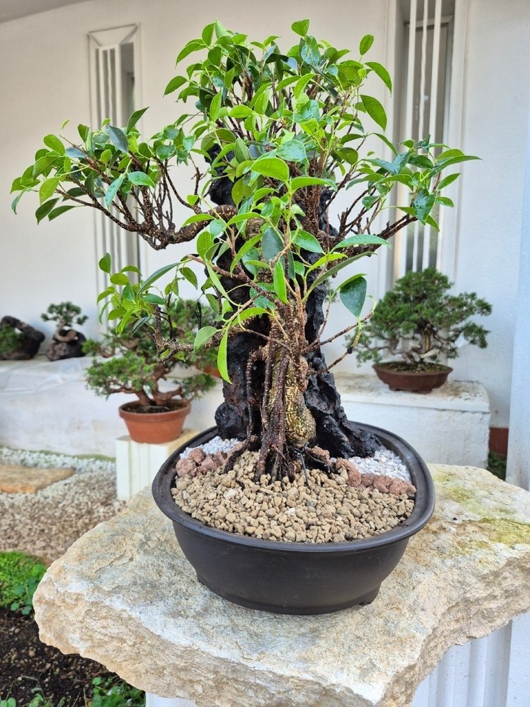 Bonsai of Ficus Retusa on stone - Collection Piece - Height (Tree): 48 cm - Depth (Tree): 48 cm - Italy #3.2