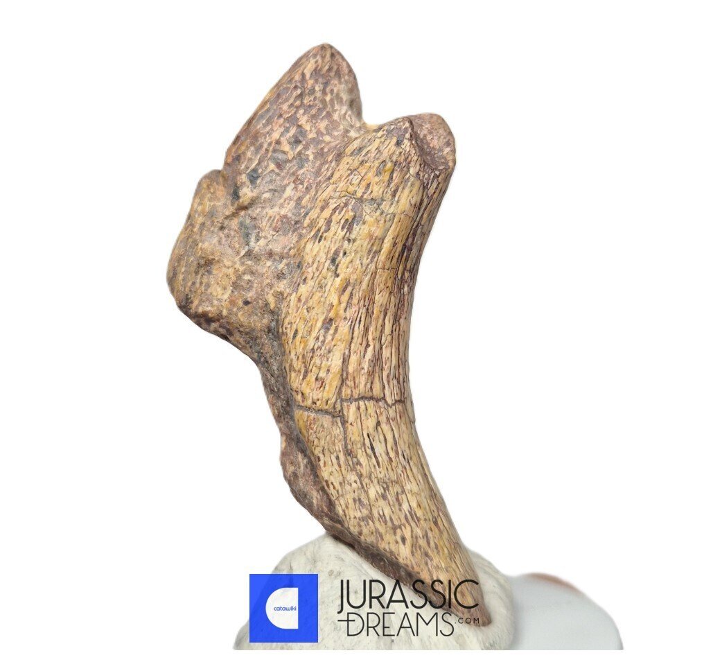 Griffe fossilisée - Top Rare Killer Unidentified Predator Theropod Dinosaur Partial Large Manus Claw - Elrhaz Fm #3.2