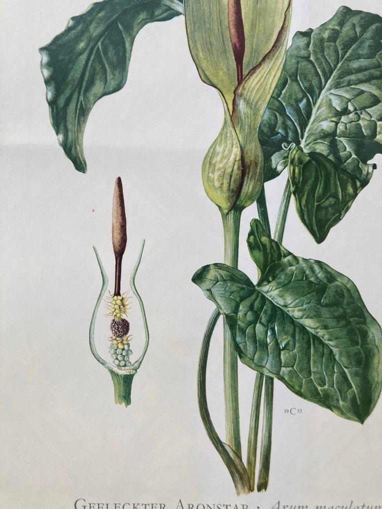 unbekannt - Aronstab - Anni ‘50 #3.2