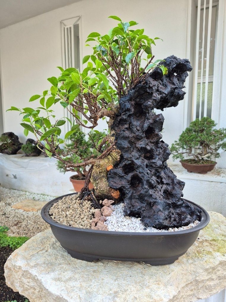 Bonsai of Ficus Retusa on stone - Collection Piece - Height (Tree): 48 cm - Depth (Tree): 48 cm - Italy #1.0