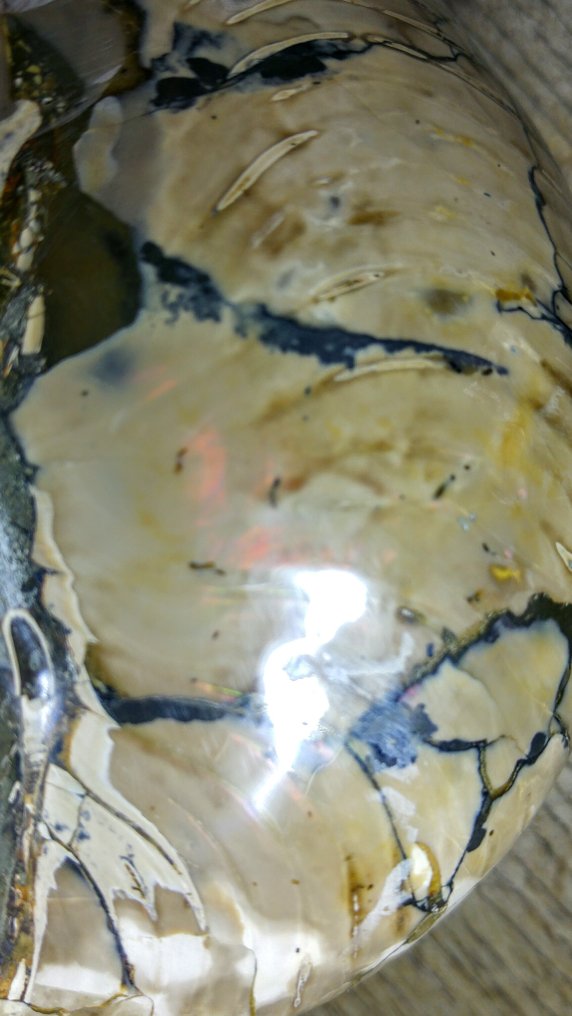 Nautil - Fossilt skelet - Ammonite Cleoniceras - Top quality Large - 15 cm - 19 cm #4.3