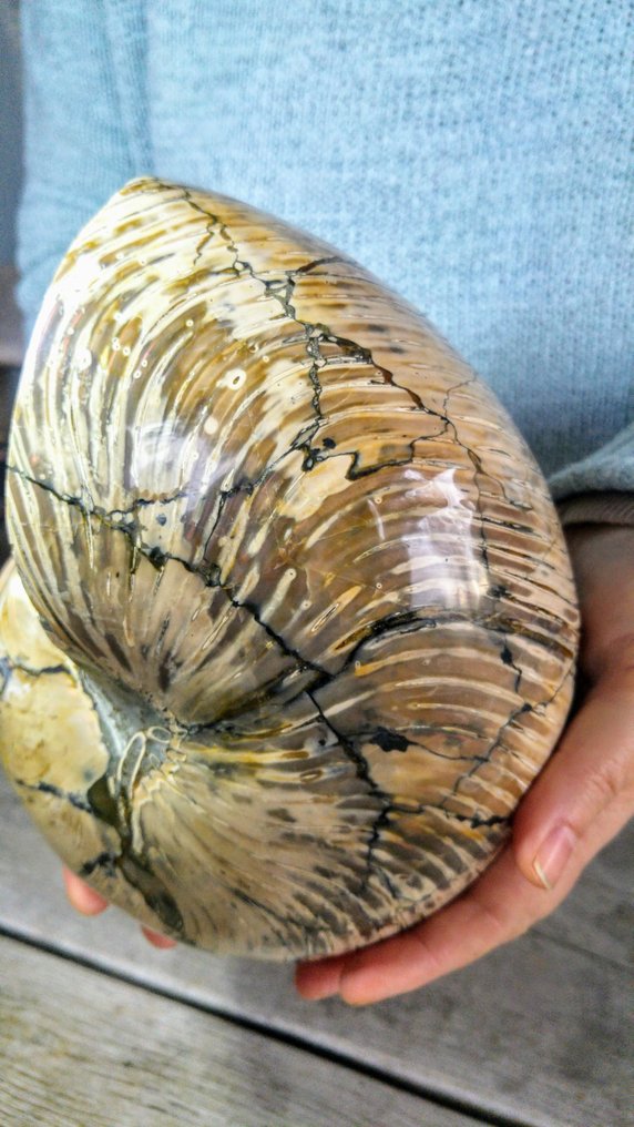 Nautil - Fossilt skelet - Ammonite Cleoniceras - Top quality Large - 15 cm - 19 cm #3.2