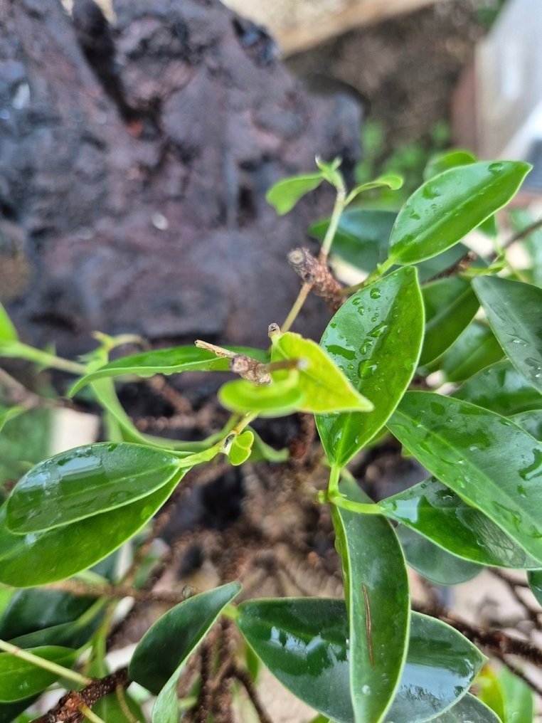 Bonsai of Ficus Retusa on stone - Collection Piece - Height (Tree): 48 cm - Depth (Tree): 48 cm - Italy #1.0