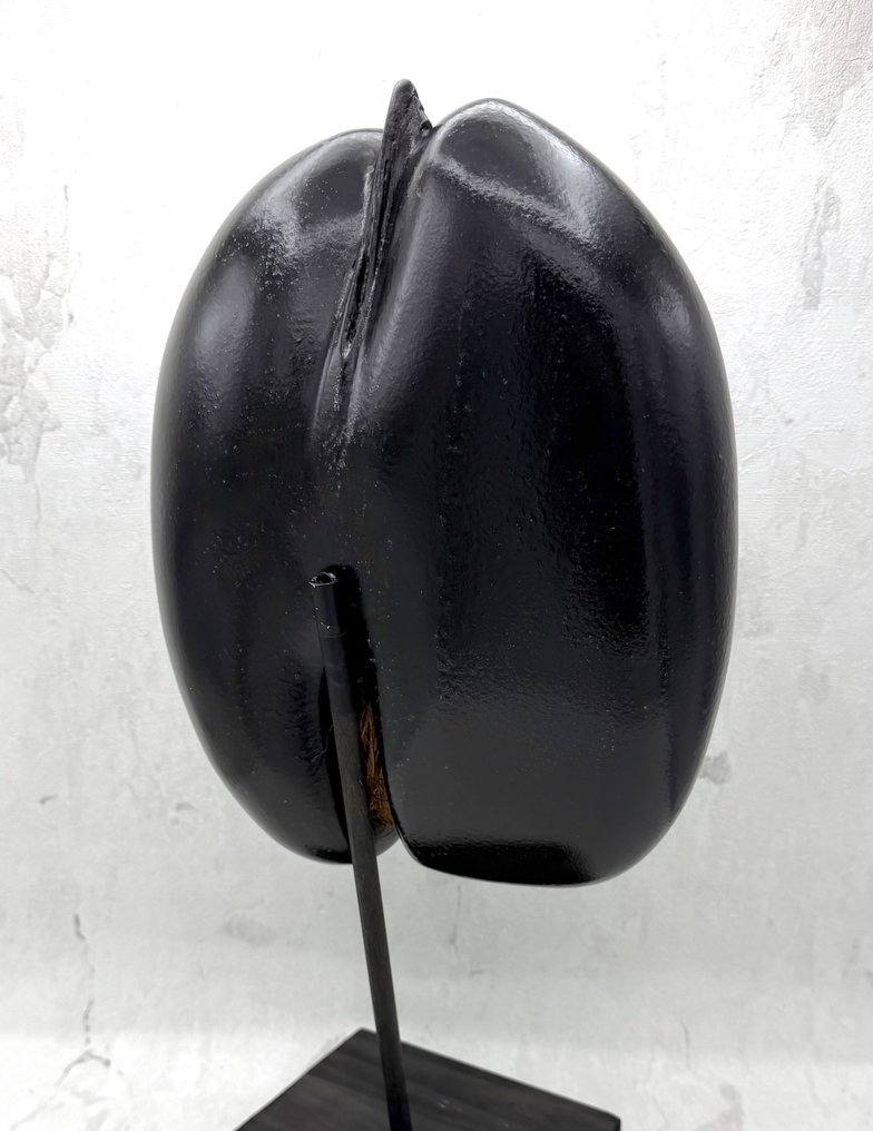 Coco de mer Taxidermie volledige montage - Lodoicea maldivica - 460 mm - 240 mm - 130 mm - CITES Appendix III – Annexe C in the EU #3.2
