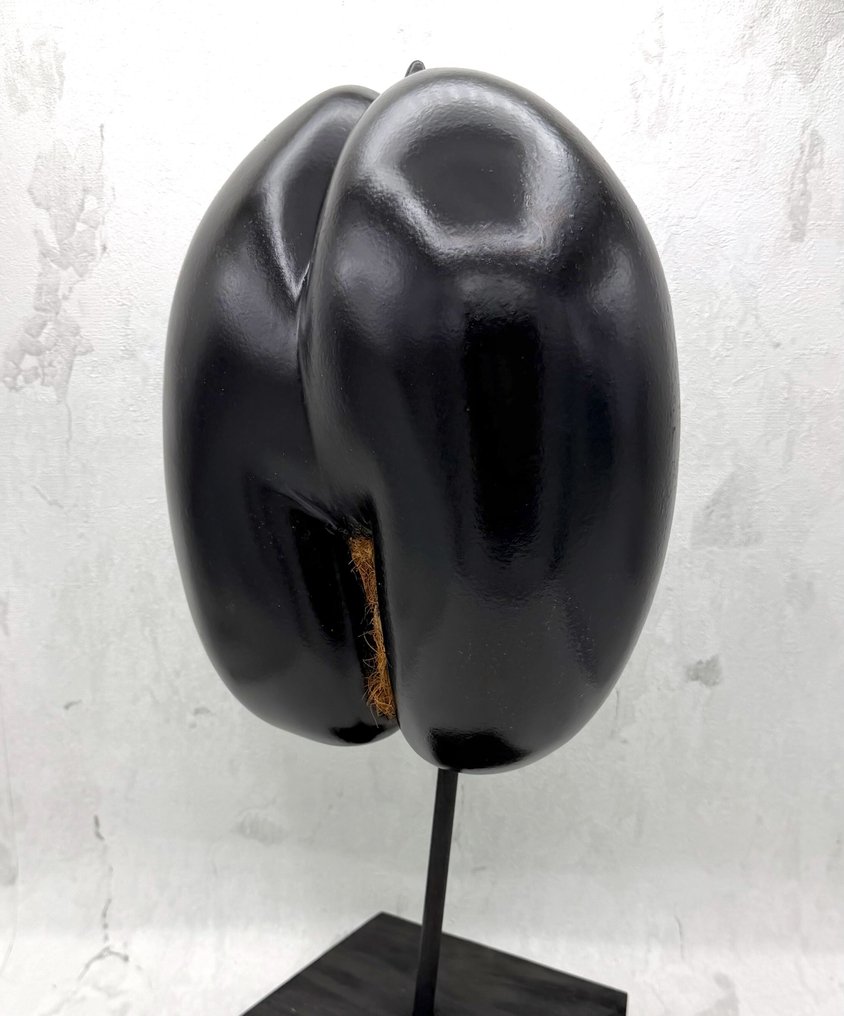 Coco de mer Taxidermie volledige montage - Lodoicea maldivica - 460 mm - 240 mm - 130 mm - CITES Appendix III – Annexe C in the EU #1.0