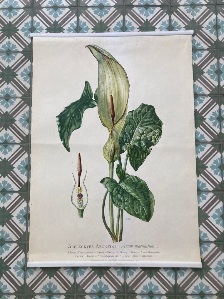 unbekannt - Aronstab - Anni ‘50 #1.0