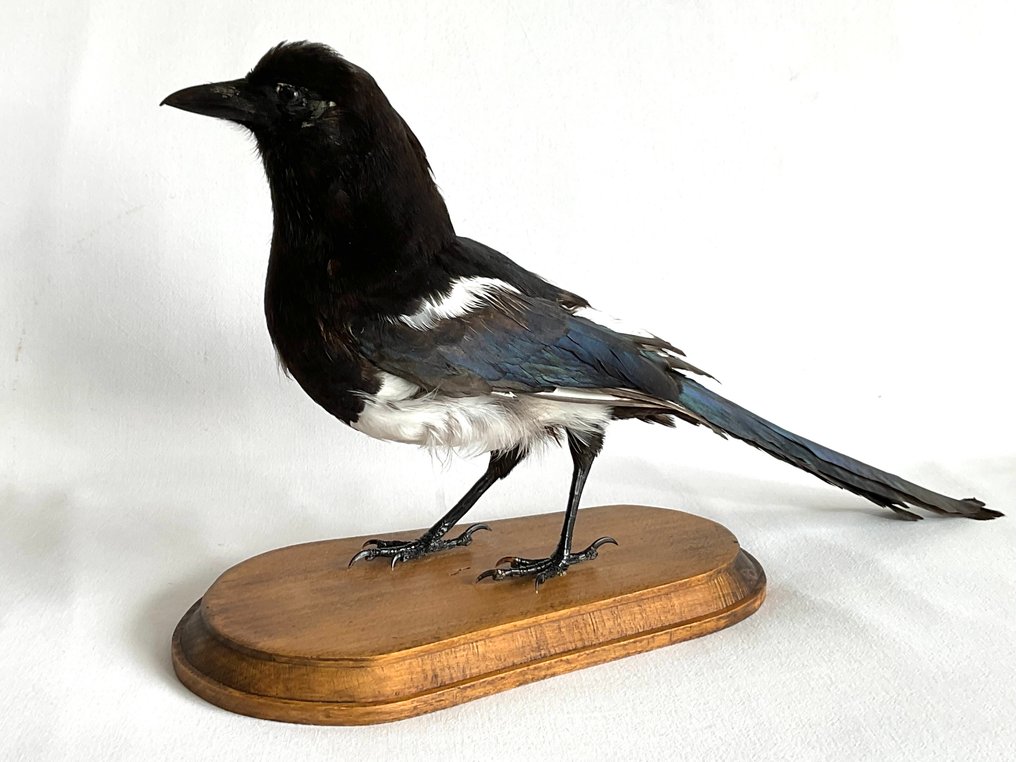 Καρακάξα Βάση ταρίχευσης ολόκληρου σώματος - Pica pica - 22 cm - 42 cm - 13 cm #1.0