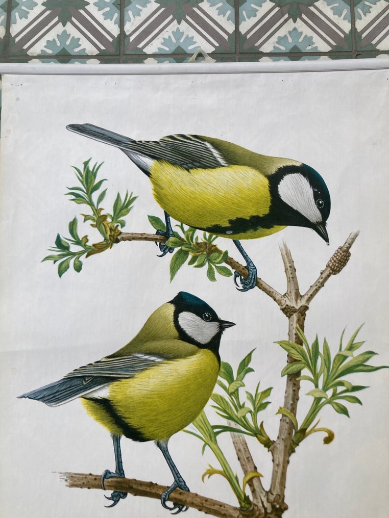 Murr - Kohlmeise - 1950s #2.1