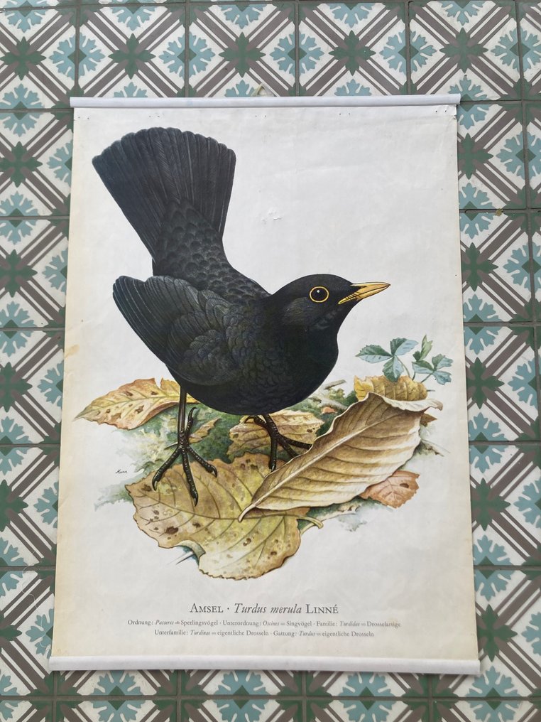 Murr - Amsel - 1950s #1.0
