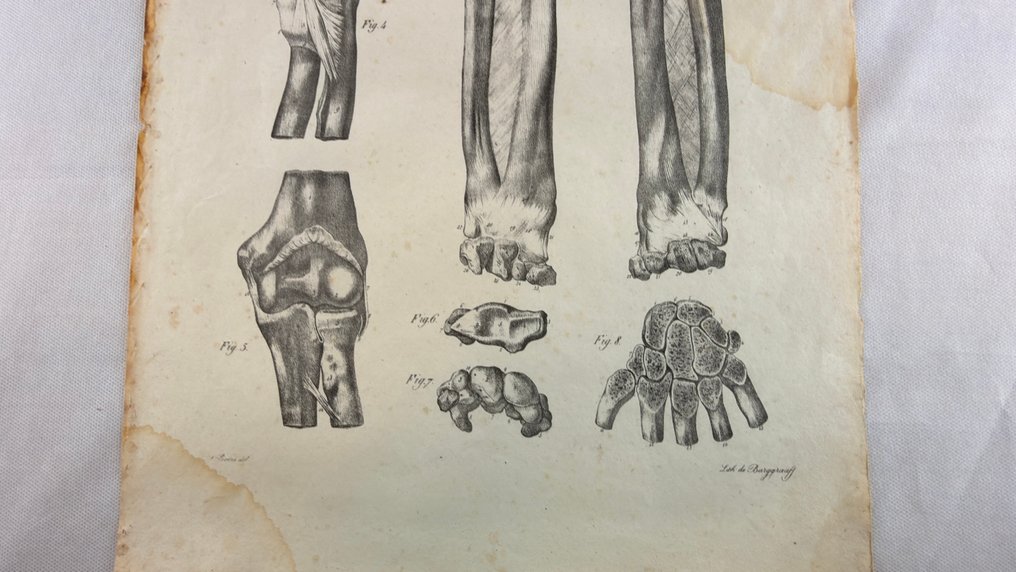 Jules Cloquet - Anatomie de l’Homme #3.2