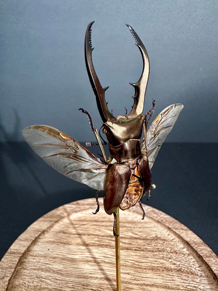 Scarafaggio Allestimento tassidermico a corpo intero - Cyclommatus metallifer - 16 cm - 11 cm - 11 cm - Specie non CITES - 1 #4.3