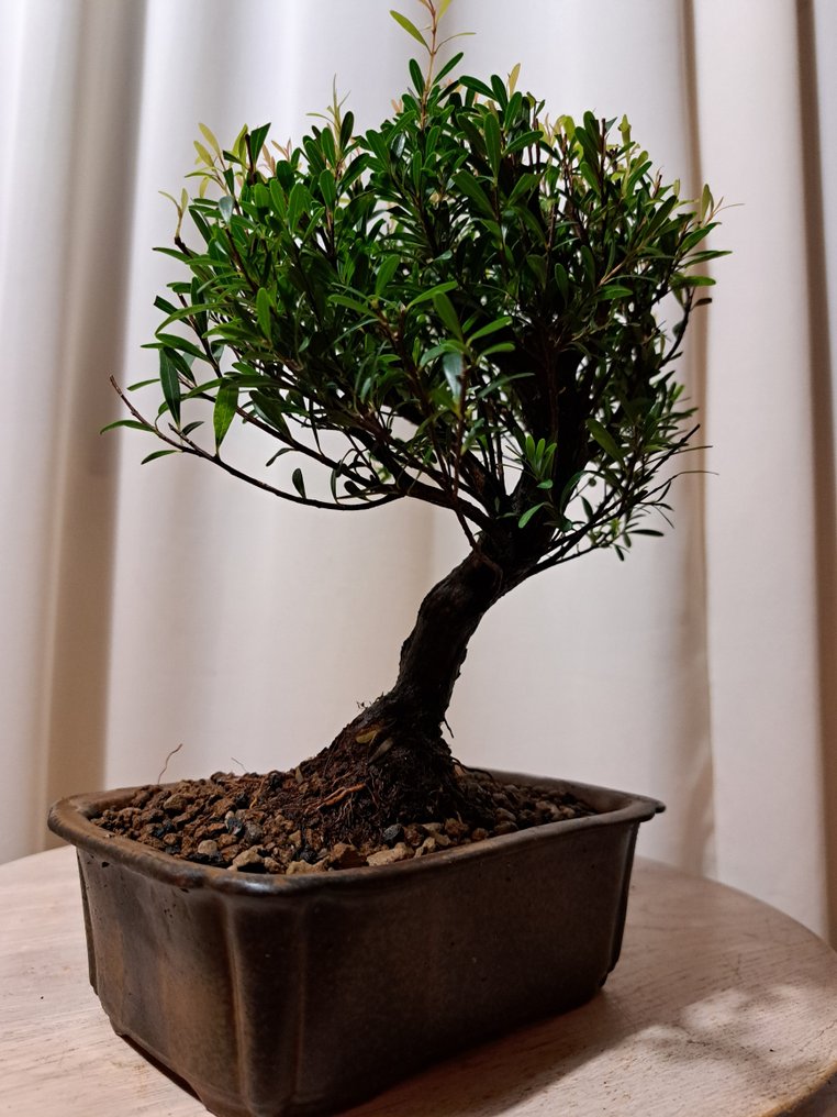 Syzygium bonsai 在盆景盆中 - 高度 (树干): 20 cm - 深度 (树干): 20 cm - 日本 #4.3