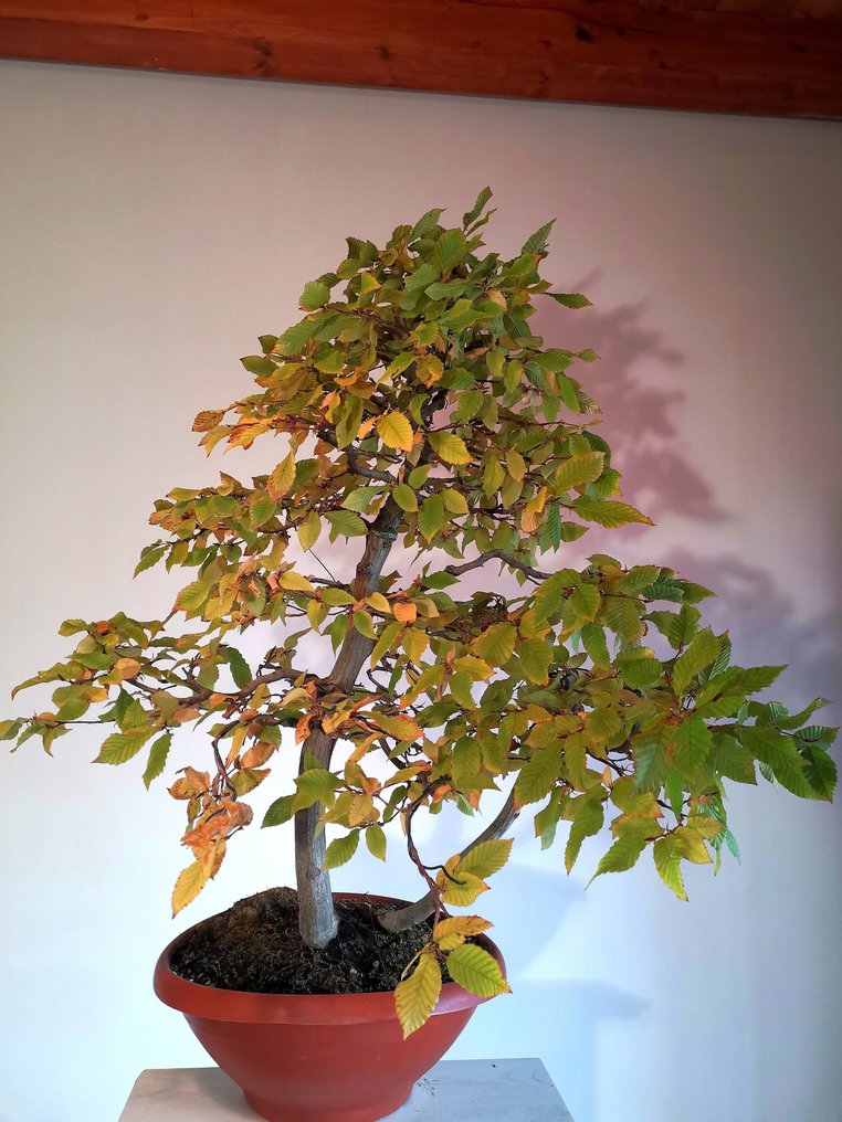 Γαύρος μπονσάι (Carpinus) - Ύψος (Δέντρο): 70 cm - Βάθος (Δέντρο): 50 cm - Ευρώπη #2.1