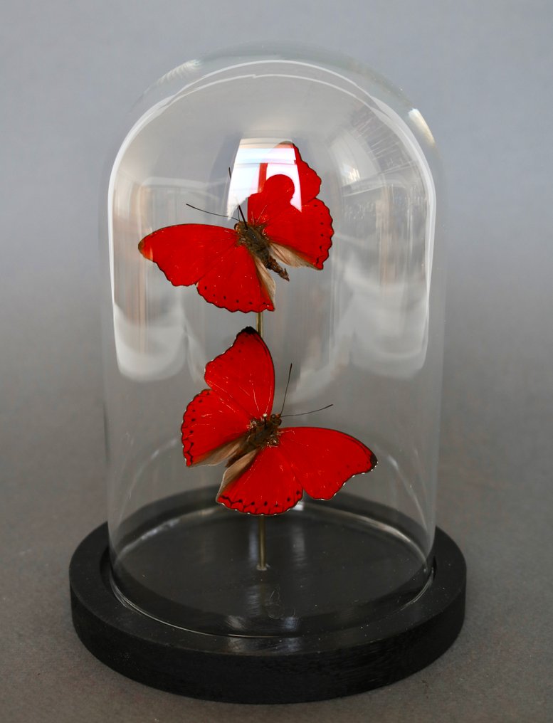 Πεταλούδα Βάση ταρίχευσης ολόκληρου σώματος - Cymothoe sangaris - 20 cm - 20 cm - 10 cm - Είδη που δεν ανήκουν στο CITES - 1 #1.0