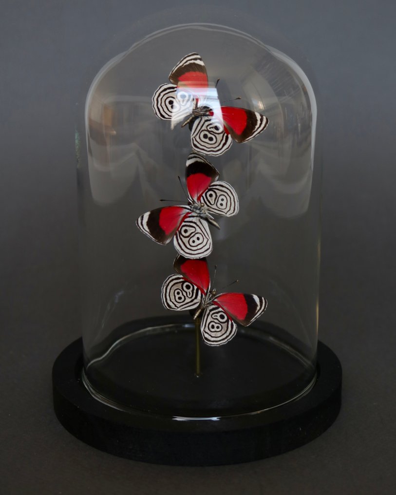 Sommerfugl Taksidermi fuld kropsmontering - Diaethria clymena - 20 cm - 20 cm - 10 cm - Ikke-CITES arter - 1 #1.0