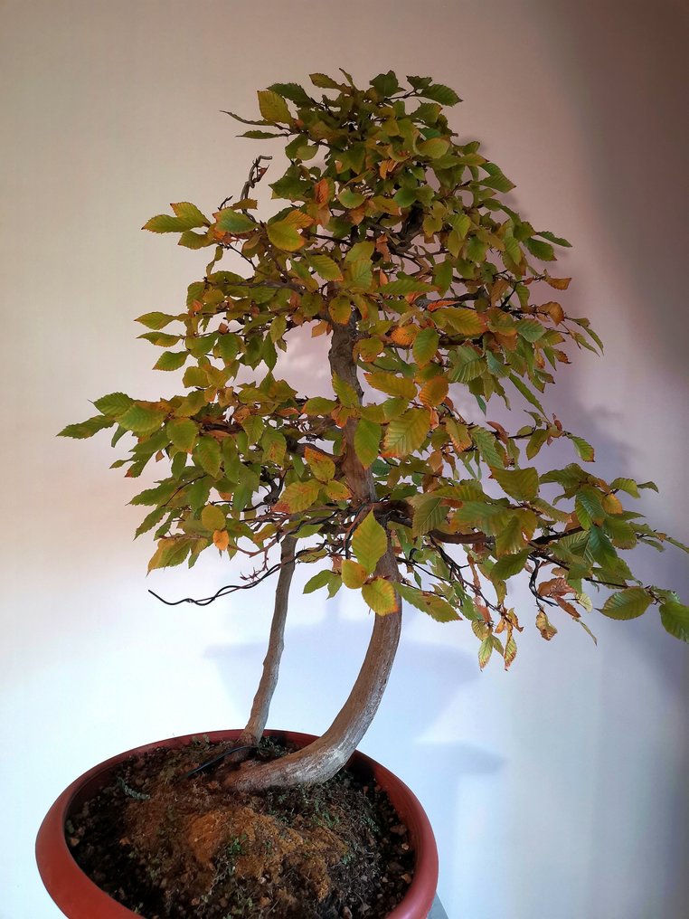 Γαύρος μπονσάι (Carpinus) - Ύψος (Δέντρο): 70 cm - Βάθος (Δέντρο): 50 cm - Ευρώπη #3.2