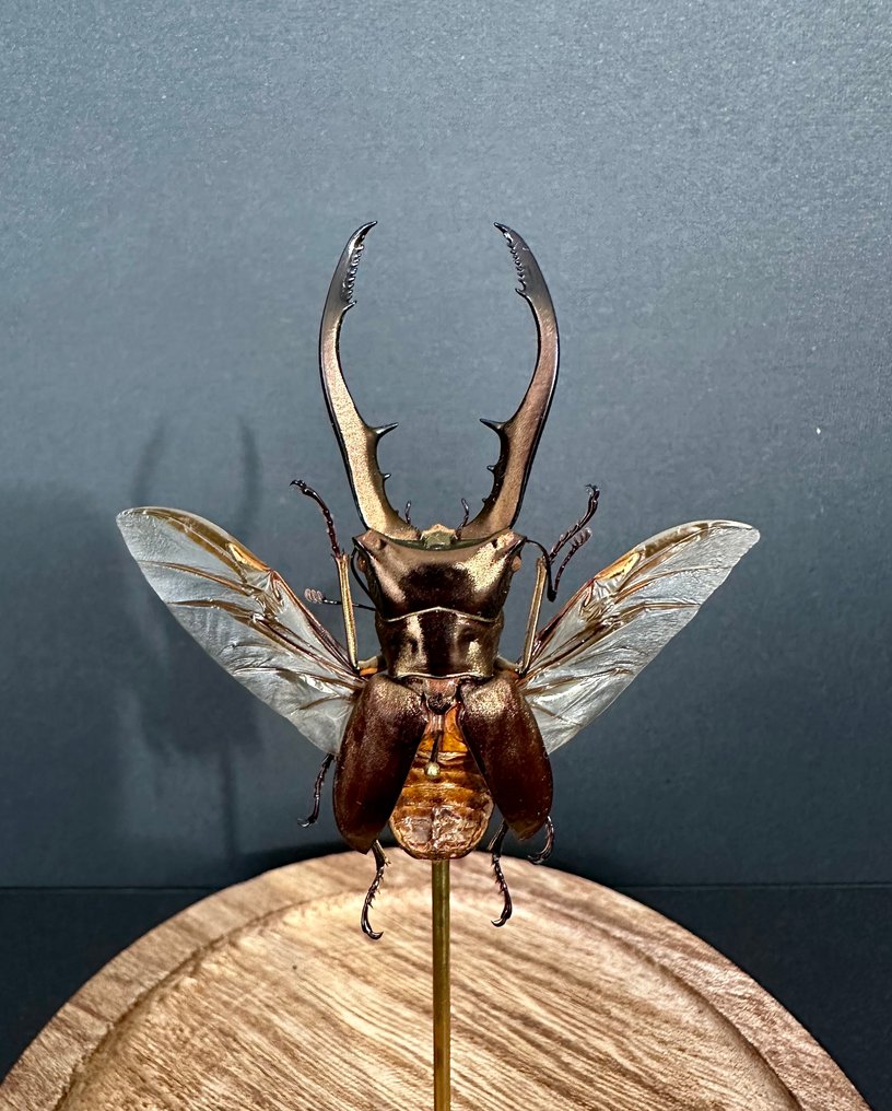 Scarafaggio Allestimento tassidermico a corpo intero - Cyclommatus metallifer - 16 cm - 11 cm - 11 cm - Specie non CITES - 1 #2.1