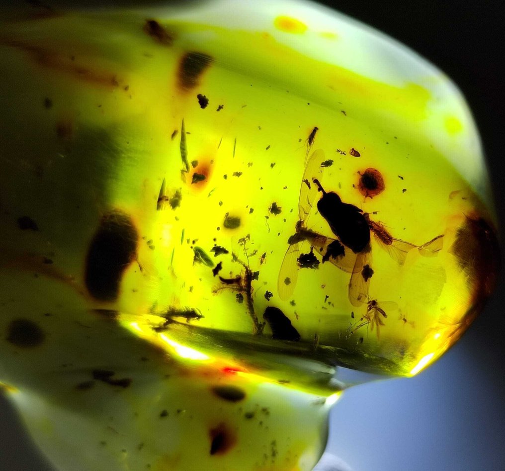 FOSSlL-AMAZING!! chihlimbar dominican - 345 carate- 69 g #2.1