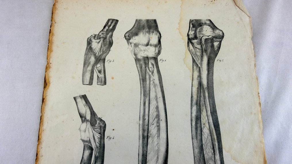 Jules Cloquet - Anatomie de l’Homme #2.1